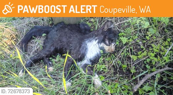 Found/Stray Unknown Cat last seen By the guard rail in front of Coupeville dump ., Coupeville, WA 98239
