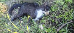 Found/Stray Unknown Cat last seen By the guard rail in front of Coupeville dump ., Coupeville, WA 98239