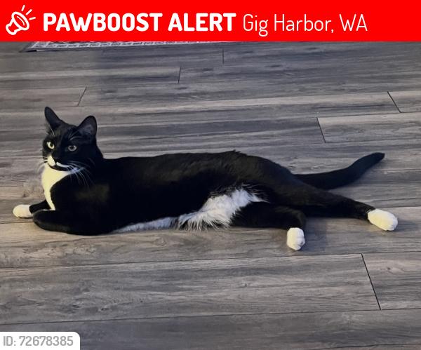 Lost Female Cat last seen Murphy Dr, Gig Harbor, WA 98335