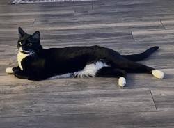 Lost Female Cat last seen Murphy Dr, Gig Harbor, WA 98335
