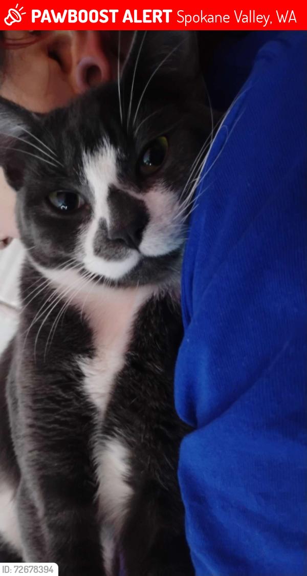 Lost Male Cat last seen Pines and Mansfield , Spokane Valley, WA 99206