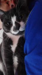 Lost Male Cat last seen Pines and Mansfield , Spokane Valley, WA 99206