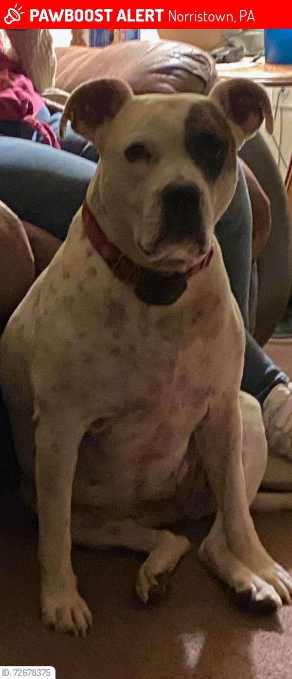Lost Female Dog last seen East main & Ford st, Norristown, PA 19401