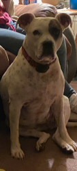 Lost Female Dog last seen East main & Ford st, Norristown, PA 19401