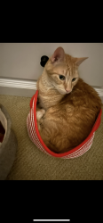 Lost Male Cat last seen Near Nansen Summit Park, Lake Oswego, OR 97035