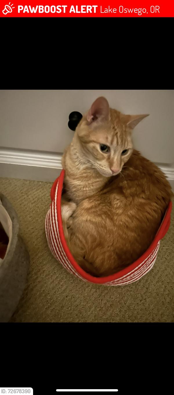 Lost Male Cat last seen Near Nansen Summit Park, Lake Oswego, OR 97035