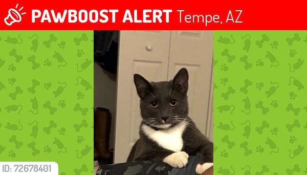 Lost Male Cat last seen Priest drive, Tempe, AZ 85281