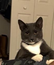 Lost Male Cat last seen Priest drive, Tempe, AZ 85281