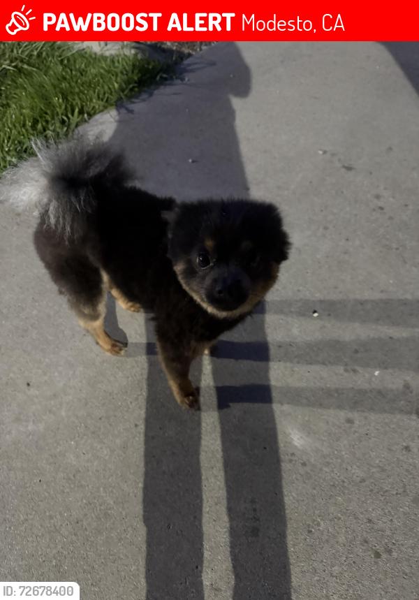 Lost Male Dog last seen Valle vista y tocay , Modesto, CA 95350