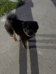 Lost Male Dog last seen Valle vista y tocay , Modesto, CA 95350