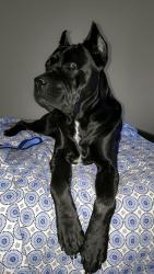 Found/Stray Unknown Dog last seen Missouri Ok Warsaw , Oklahoma City, OK 73102