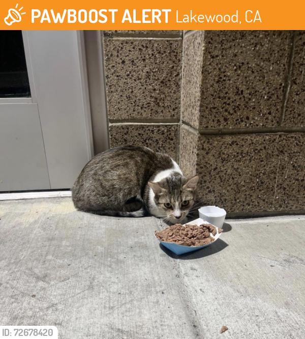 Found/Stray Unknown Cat last seen Boyar Park Office, glass doors facing parking lot , Lakewood, CA 90713