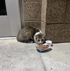Found/Stray Unknown Cat last seen Boyar Park Office, glass doors facing parking lot , Lakewood, CA 90713