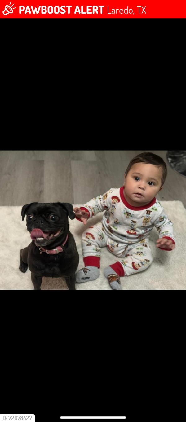 Lost Female Dog last seen Loma vista drive laredo Texas , Laredo, TX 78046