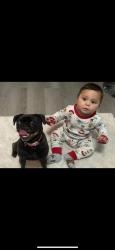 Lost Female Dog last seen Loma vista drive laredo Texas , Laredo, TX 78046