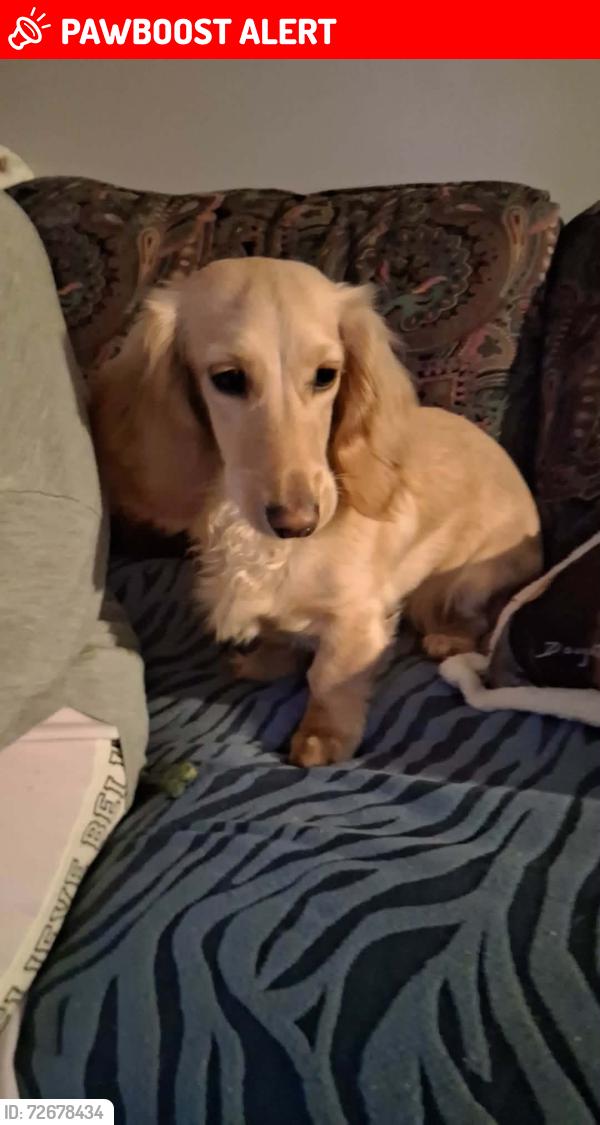 Lost Female Dog last seen Conley Springs Road, Cajah's Mountain, NC 28645