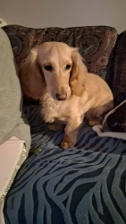 Lost Female Dog last seen Conley Springs Road, Cajah's Mountain, NC 28645