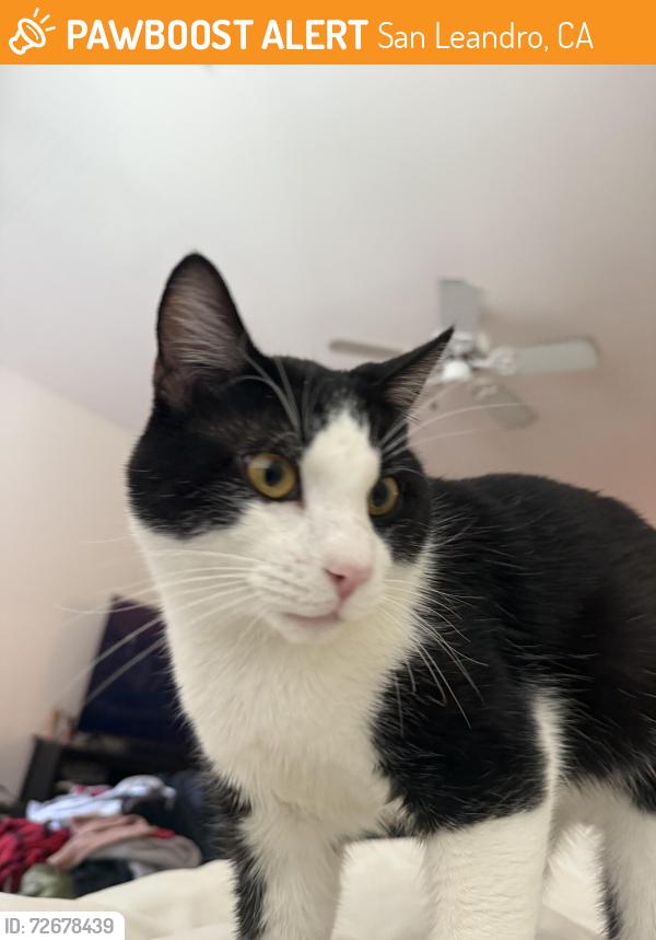 Found/Stray Male Cat last seen Cvs, San Leandro, CA 94577