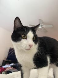 Found/Stray Male Cat last seen Cvs, San Leandro, CA 94577