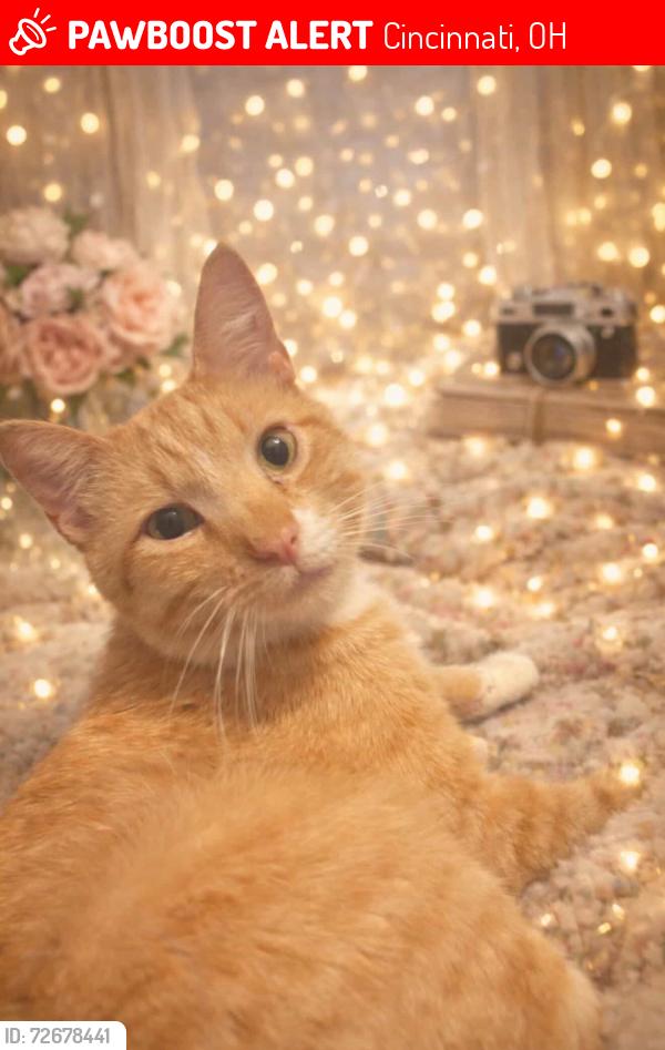 Lost Male Cat last seen Bender road, Cincinnati, OH 45233