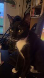 Lost Female Cat last seen Bothell high school, Kenmore, WA 98028