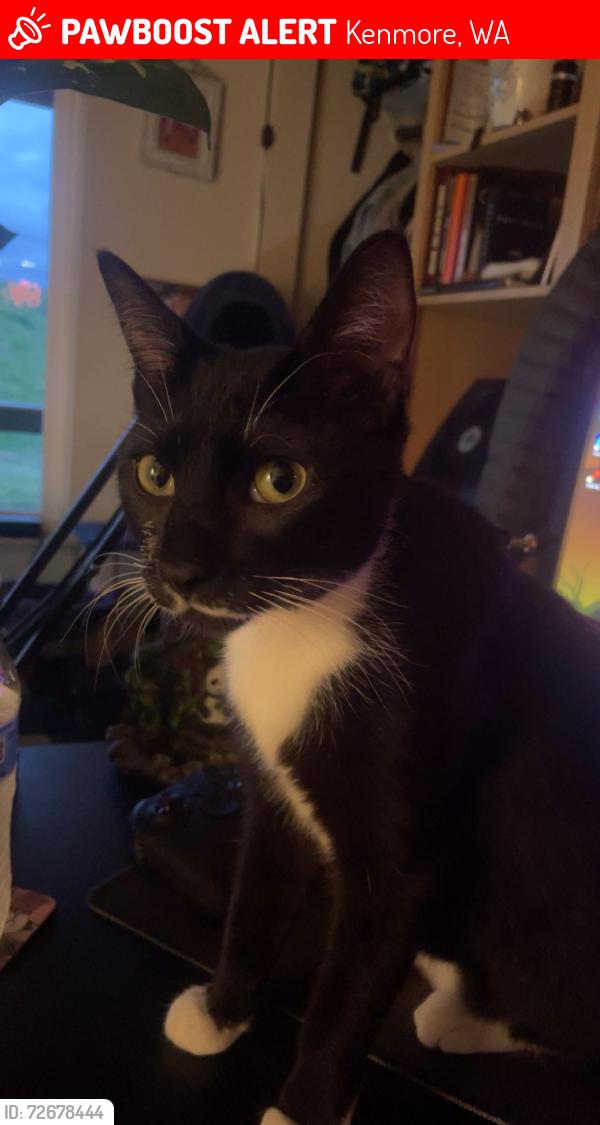 Lost Female Cat last seen Bothell high school, Kenmore, WA 98028