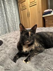 Found/Stray Female Cat last seen West Blvd & Fulton Street, Bay Park, NY 11518