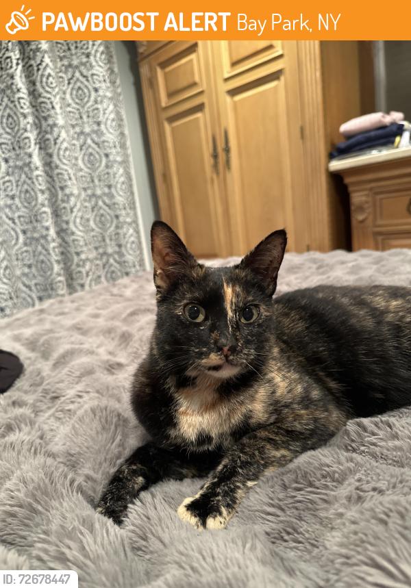 Found/Stray Female Cat last seen West Blvd & Fulton Street, Bay Park, NY 11518