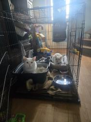 Lost Male Cat last seen Dollar Tree, Yakima, WA 98902