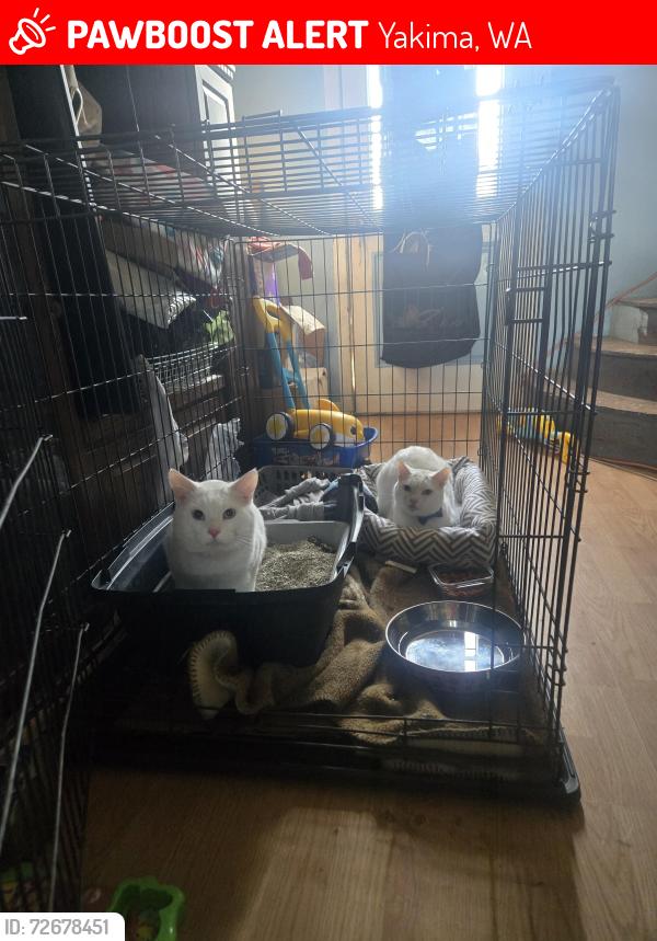 Lost Male Cat last seen Dollar Tree, Yakima, WA 98902