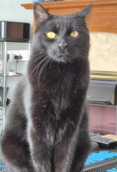 Lost Male Cat last seen Southway , Plymouth, England PL6