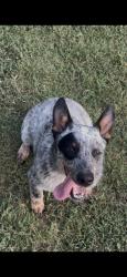 Lost Male Dog last seen MeadowLark Rd, Quinlan, TX 75474
