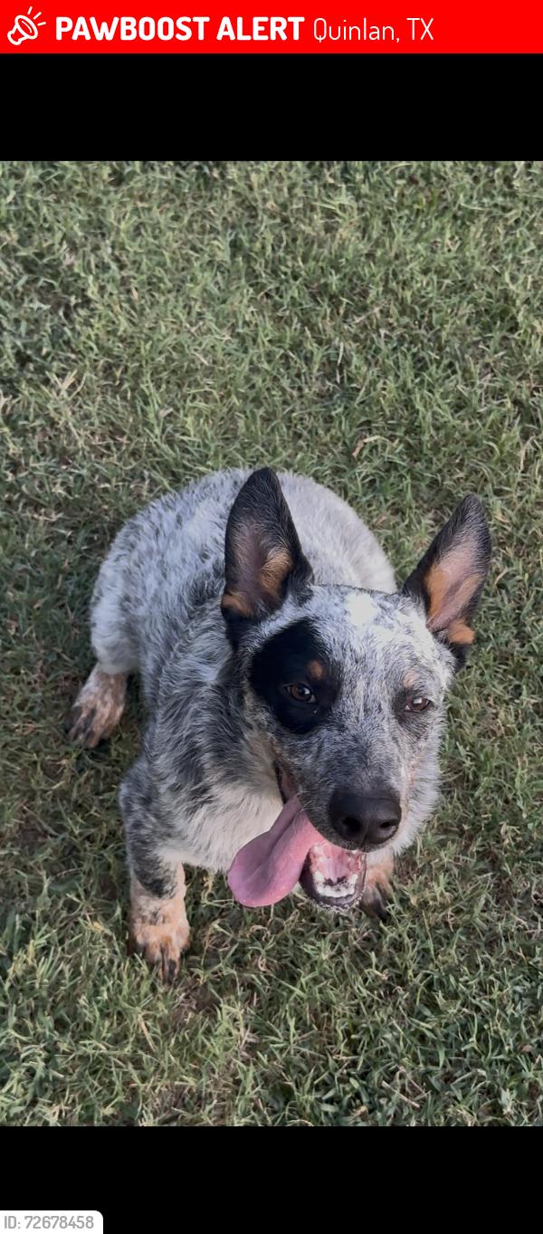 Lost Male Dog last seen MeadowLark Rd, Quinlan, TX 75474