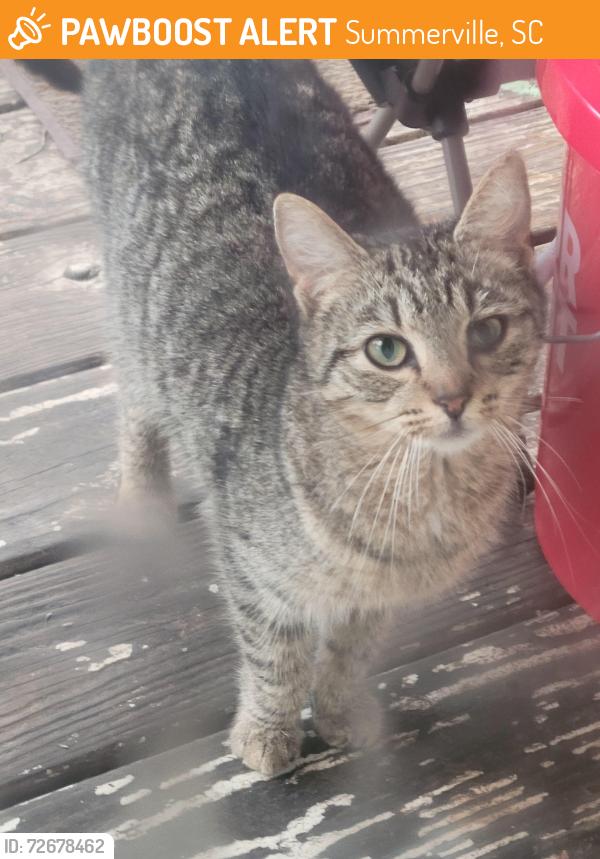 Found/Stray Female Cat last seen East Highland and Paul, Summerville, SC 29483