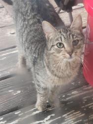 Found/Stray Female Cat last seen East Highland and Paul, Summerville, SC 29483