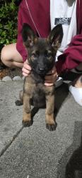 Found/Stray Female Dog last seen Rocky Mountain and Mt. Oliveira Drive, San Jose, CA 95127