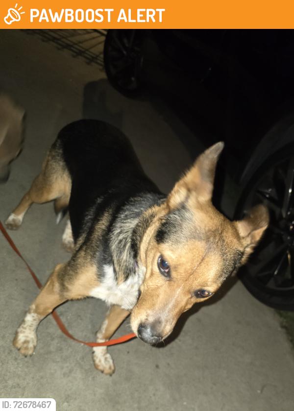 Found/Stray Female Dog last seen S Sandalwood Ave and Glenthorne St, South San Jose Hills, CA 91744