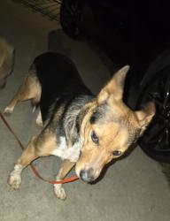 Found/Stray Female Dog last seen S Sandalwood Ave and Glenthorne St, South San Jose Hills, CA 91744