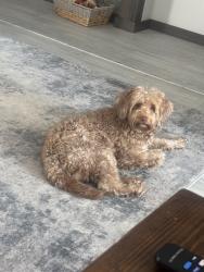 Lost Male Dog last seen Fort Ritner, sparksville, Medora, IN 47260