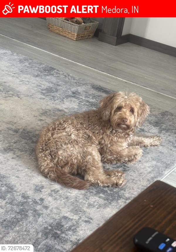 Lost Male Dog last seen Fort Ritner, sparksville, Medora, IN 47260
