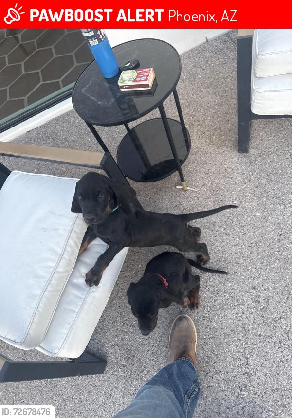 Lost Male Dog last seen 20th st & Bell, Phoenix, AZ 85022