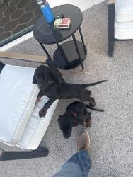 Lost Male Dog last seen 20th st & Bell, Phoenix, AZ 85022