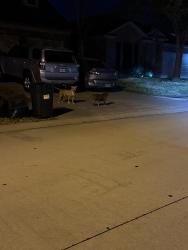 Found/Stray Unknown Dog last seen Lakecrest bend , Katy, TX 77493