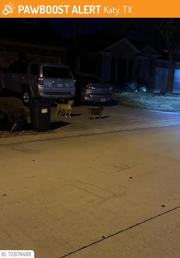 Found/Stray Unknown Dog last seen Lakecrest bend , Katy, TX 77493