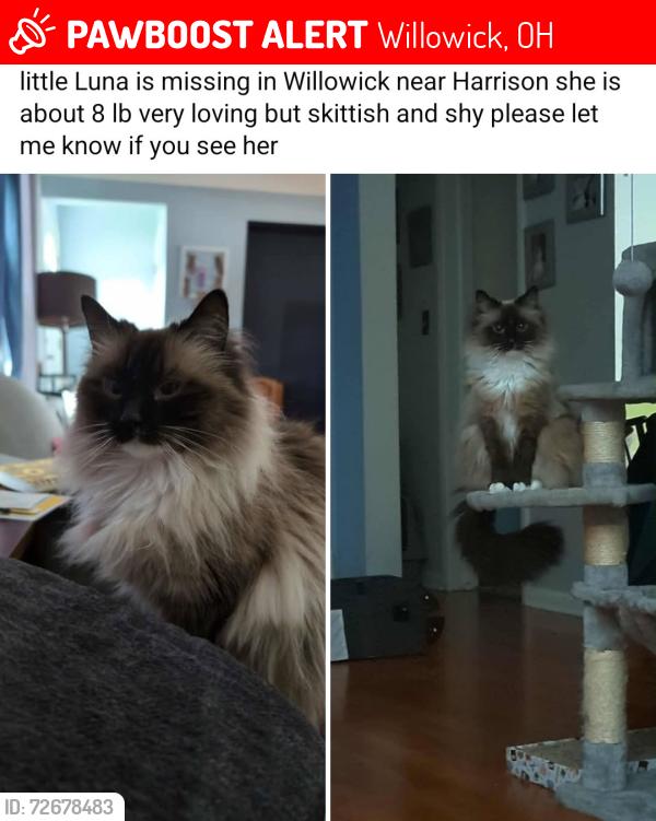 Lost Female Cat last seen Mannery Park, Willowick, OH 44095