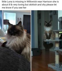 Lost Female Cat last seen Mannery Park, Willowick, OH 44095
