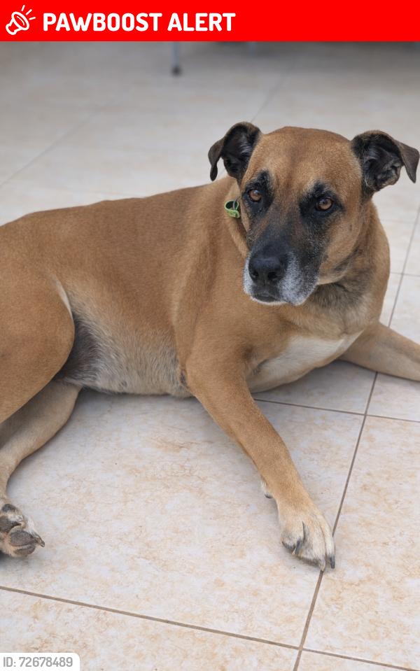 Lost Female Dog last seen Spring mountain Boulevard , Spring Mountain, QLD 4300