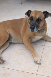 Lost Female Dog last seen Spring mountain Boulevard , Spring Mountain, QLD 4300