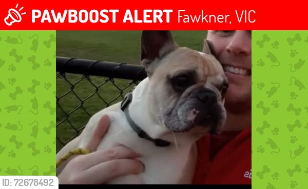 Lost Male Dog last seen Marlborough st, Fawkner, VIC 3060