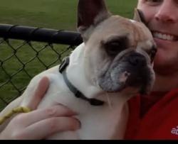 Lost Male Dog last seen Marlborough st, Fawkner, VIC 3060
